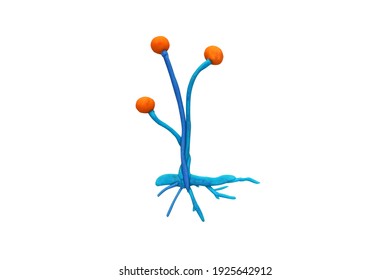 Plasticine Zygomycota Fungi Isolated On White Background With Clipping Path.