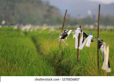 Plasting That Is Hung In The Rice Fields Functions As A Bird Repellent.