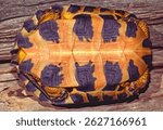 The plastron or underside of a North American Wood Turtle, Glyptemys insculpta.