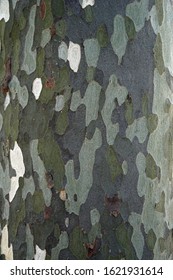 Platan, platanus or plane tree bark texture, background