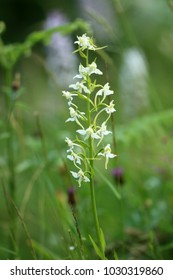 Platanthera, butterfly orchids - Shutterstock ID 1030319860