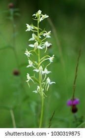 Platanthera, butterfly orchids - Shutterstock ID 1030319875
