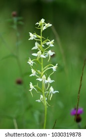 Platanthera, butterfly orchids - Shutterstock ID 1030319878