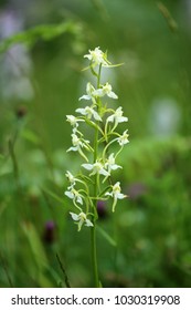 Platanthera, butterfly orchids - Shutterstock ID 1030319908