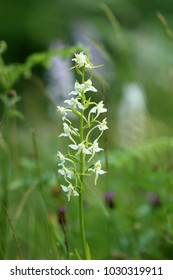 Platanthera, butterfly orchids - Shutterstock ID 1030319911