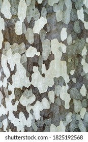Platanus occidentalis tree bark texture closeup. A tree shedding bark. The pattern is similar to a military camouflage pattern. - Shutterstock ID 1825192568