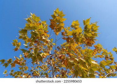 Platanus tree in the fall with leaves in brown-yellow tones - Shutterstock ID 2255980653