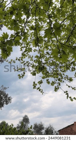 platanus tree leaves branches clouds sky nature 