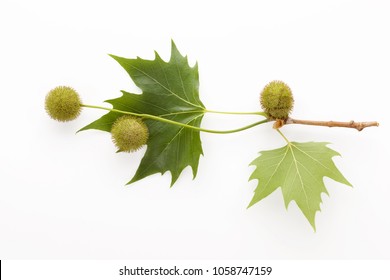 Sycamore Leaves Images Stock Photos Vectors Shutterstock