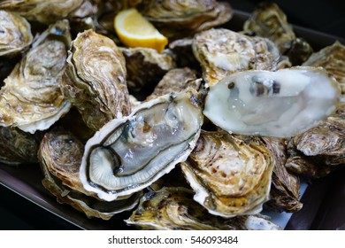Plate Of Freshly Shucked Oysters In Brittany, France