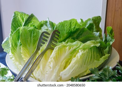 A Plate With Large Lettuce Leaves And A Metal Tweezers For Gripping. The Concept Of Fortification.