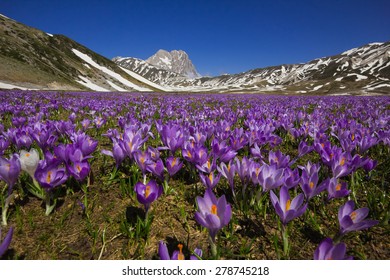 Plateau of Campo Imperatore with violet crocus flowering - Gran Sasso d'Italia, Abruzzo, Italy 