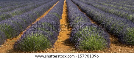 Similar – #A# Lavender Width