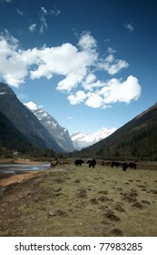 Plateau pasture land landscape in sichuan of china