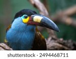 The Plate-Billed Mountain Toucan, native to the Andes of Ecuador and Colombia, is known for its colorful bill. This bird feeds on fruits and insects in the montane cloud forests.