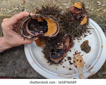 plated uni sea urchin or Kina freshly caught in New Zealand sea at a seafood festival 