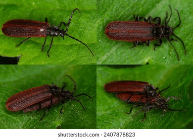 Plateros laterculus, a netwing beetle.