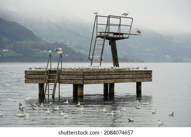 Platform for swimming with jumping board placed on lake Walensee in Switzerland in winter. There are gulls sitting all around on the construction, on metal ladders and on the water surface as well. 