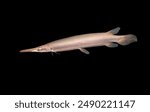 A Platinum Alligator Gar (Snow Alligator Gar) on isolated black background. Atractosteus spatula is freshwater fish in North America.