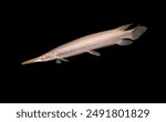 A Platinum Alligator Gar (Snow Alligator Gar) on isolated black background. Atractosteus spatula is freshwater fish in North America.