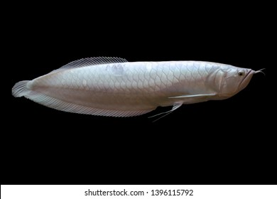 Platinum Snow White Silver arowana (Osteoglossum bicirrhosum) most expensive fish in the world