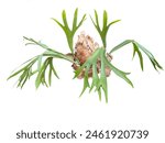 Platycerium bifurcatum also called deer antler, elkhorn fern or common staghorn fern plant ,  cut out and isolated.