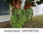 Platycerium bifurcatum, commonly known as the elkhorn fern or staghorn fern, is a species of plant in the fern family Polypodiaceae