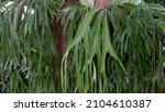Platycerium bifurcatum, the elkhorn fern or common staghorn fern, is a species of fern native to Java, New Guinea 