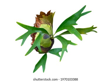 Platycerium Ridleyi High Res Stock Images Shutterstock