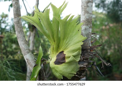 Platycerium Ridleyi High Res Stock Images Shutterstock