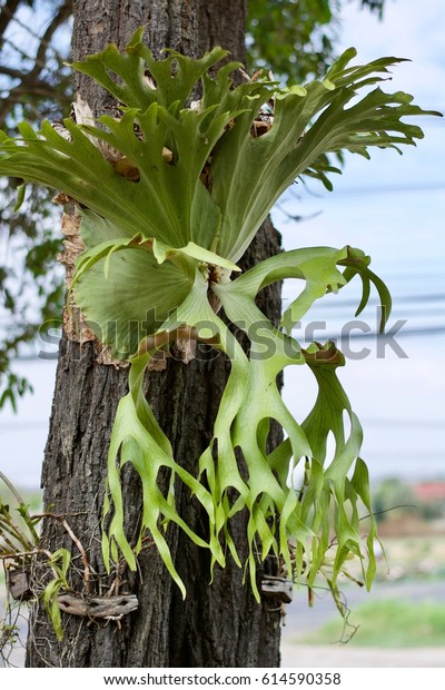 Platycerium Ridleyi Fern On Tree Nature Stock Image