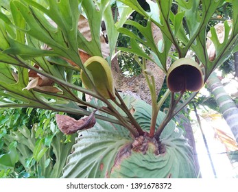 Platycerium Ridleyi High Res Stock Images Shutterstock