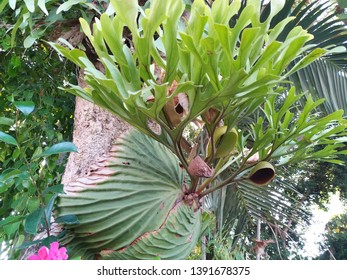 Platycerium Ridleyi High Res Stock Images Shutterstock