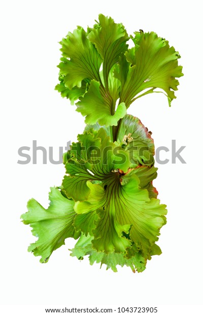 Platycerium Ridleyi Species Fern This Plant Stock Photo Edit Now