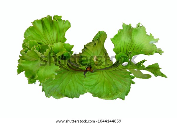 Platycerium Ridleyi Species Fern This Plant Stock Photo Edit Now