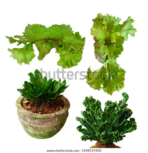 Platycerium Ridleyi Species Fern This Plant Stock Photo Edit Now