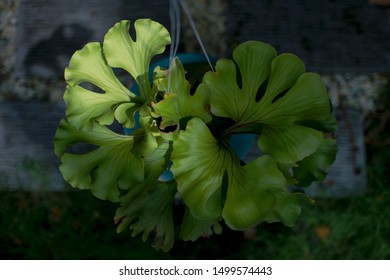 Platycerium Ridleyi High Res Stock Images Shutterstock