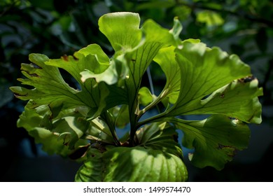 Platycerium Ridleyi High Res Stock Images Shutterstock