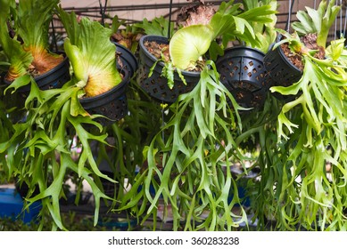 Platycerium, Staghorn Fern