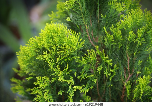 2,315 Thuja Orientalis Images, Stock Photos & Vectors | Shutterstock