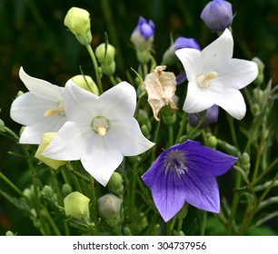 Platycodon Grandiflorus