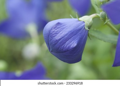 Platycodon Grandiflorus Bud And Flowers