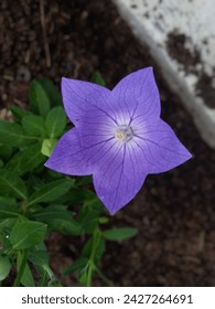 Platycodon grandiflorus or Chinese bell flower, or simply called balloon flower. The plant originates from East Asia (China, Korea, Japan, and East Siberia).
It has bluish purple or blue flowers.
