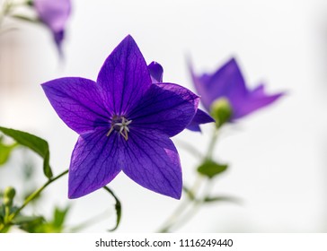 桔梗の花 の写真素材 画像 写真 Shutterstock