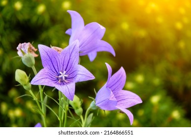 Platycodon grandiflorus is herbaceous flowering perennial plant of family Campanulaceae, and only member of genus Platycodon. Balloon flower, Chinese bellflower, or platycodon.