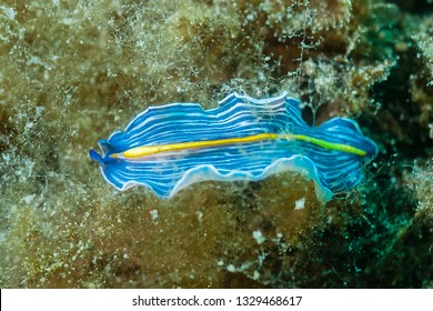 Platyhelminthes képek nevét. Laposféreg (Platyhelminthes) | Körinfo