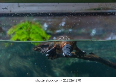 Platypus In An Aquarium In Tasmania, Australia