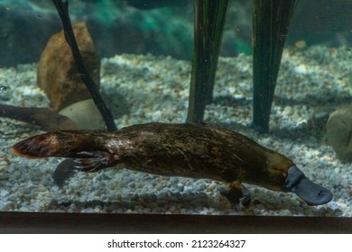 Platypus In An Aquarium In Tasmania, Australia