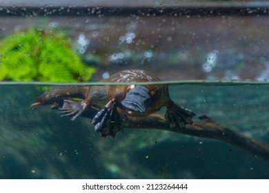 Platypus In An Aquarium In Tasmania, Australia