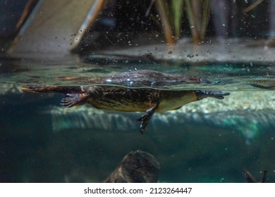 Platypus In An Aquarium In Tasmania, Australia